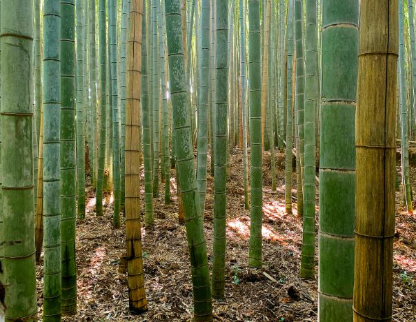 嵐山竹林の小径の竹をズームアップ