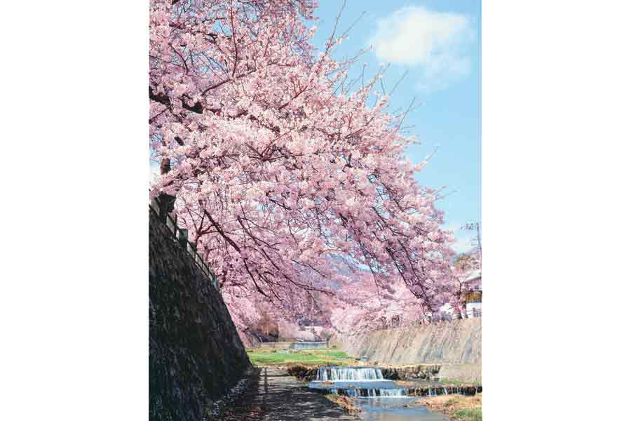 芦屋川沿いに咲く桜