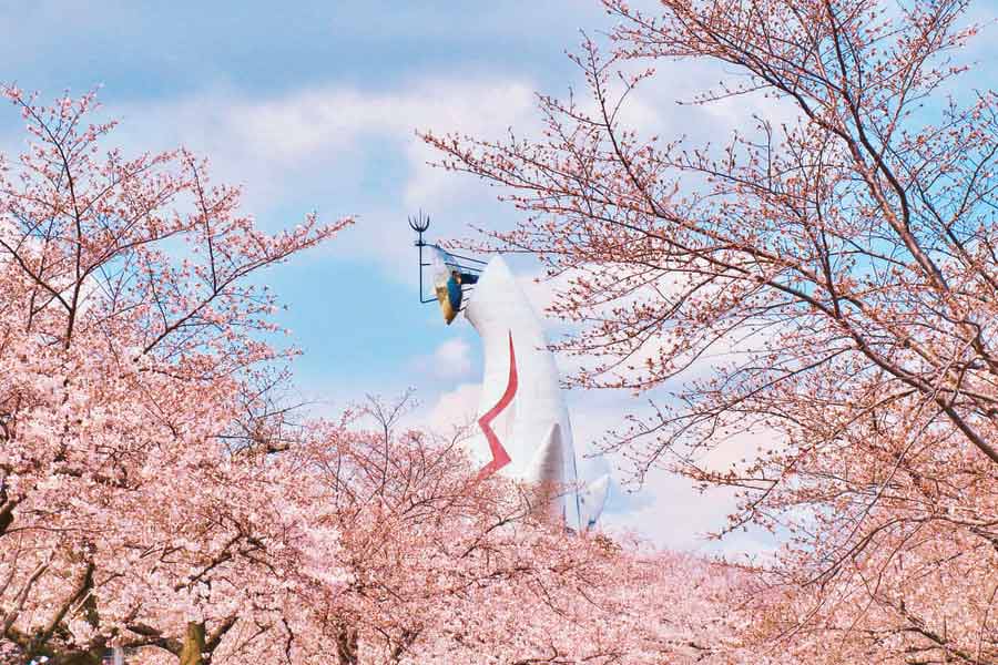 万博記念公園の桜と太陽の塔