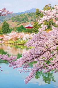 大覚寺の池と桜