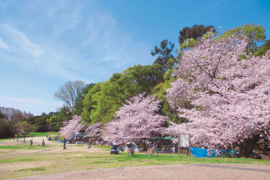 公園に咲く満開の桜