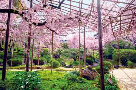 平安神宮の桜