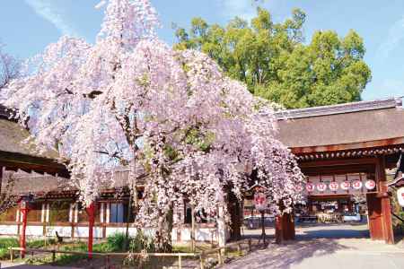 桜が満開の平野神社