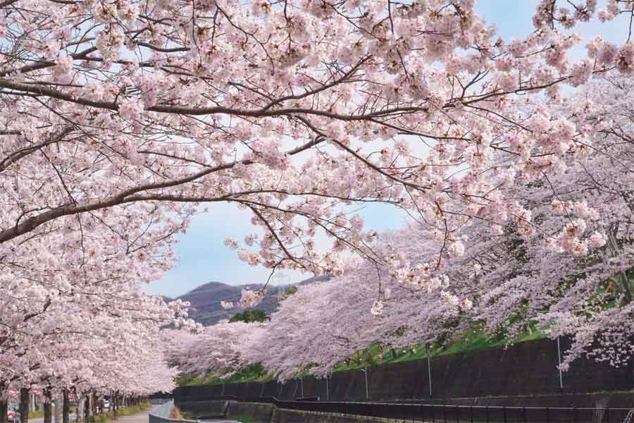猪名川町の川沿いに咲く満開の桜