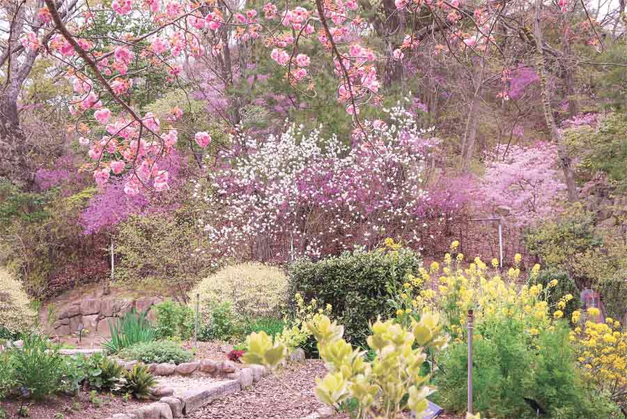北山緑化植物園の桜と春の花