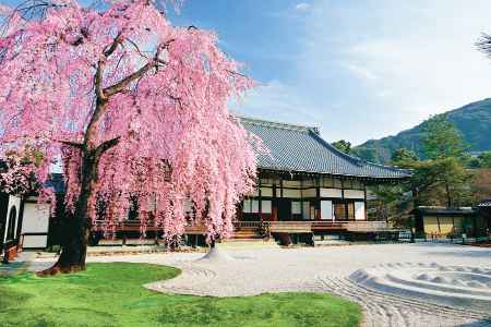 庭に咲いた枝垂れ桜