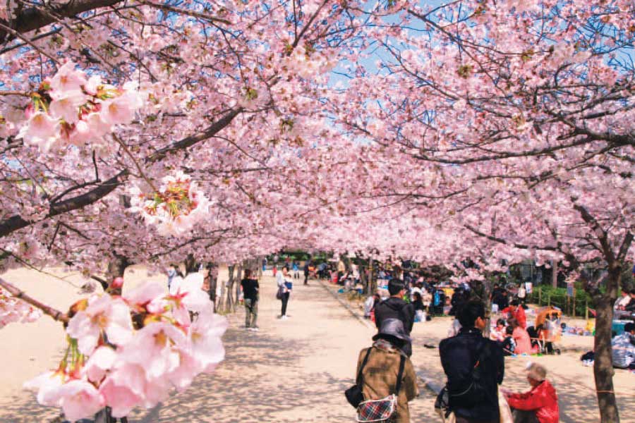 昆陽池公園を彩る満開の桜