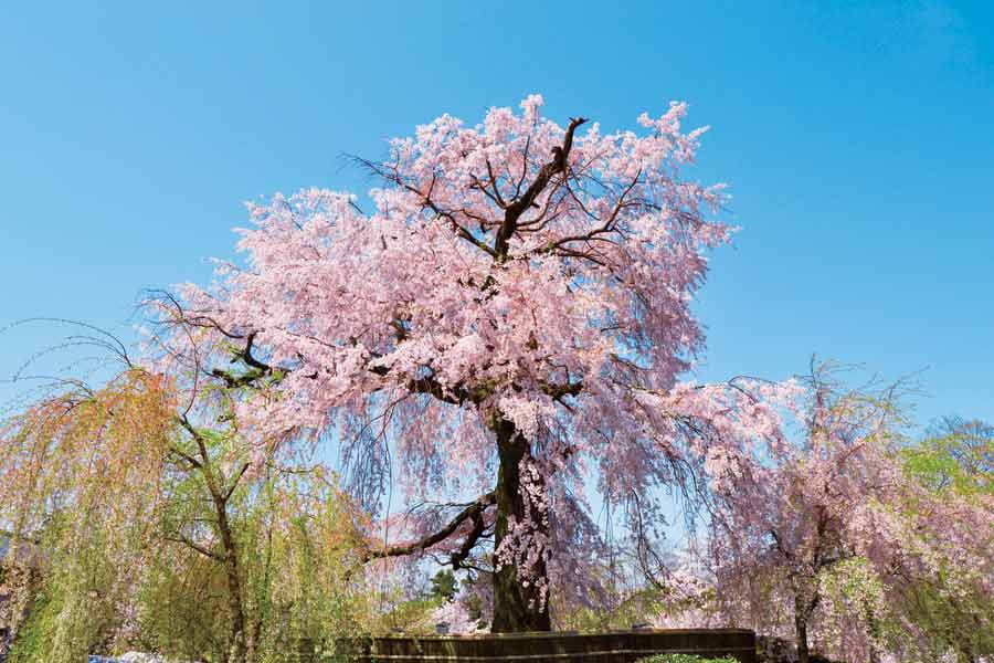 円山公園の満開の桜