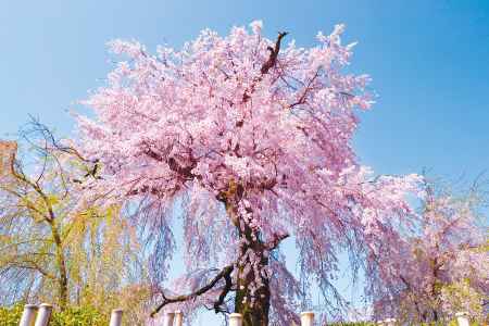 円山公園のしだれ桜