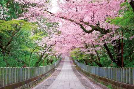向日神社の参道に咲く満開の桜