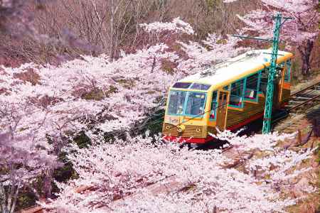 妙見山の桜