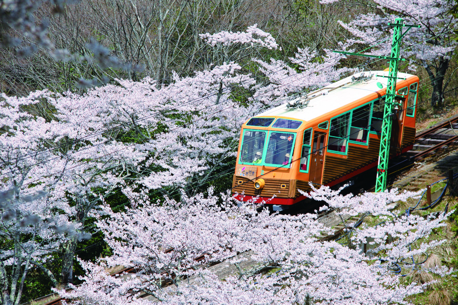 桜の間を走る妙見の森ケーブル