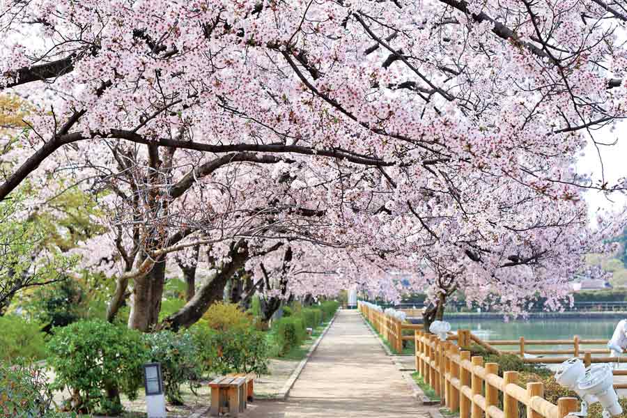 池の脇で満開に咲く桜