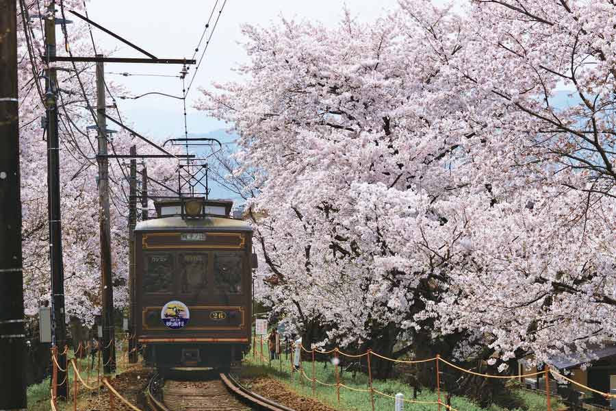 桜の間を走る嵐電