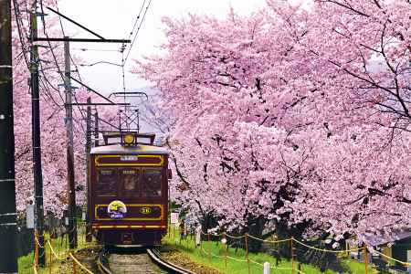 嵐電と桜