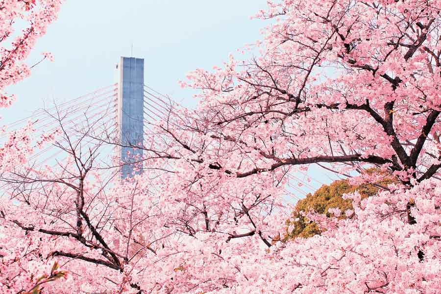 五月山の桜とビッグハープ