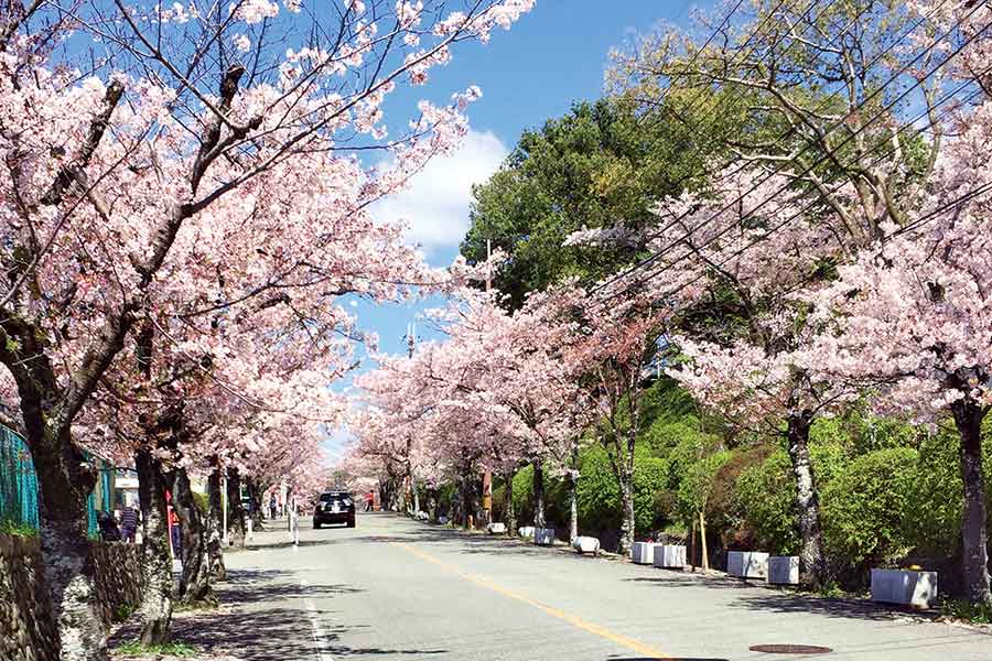 五月山公園の桜