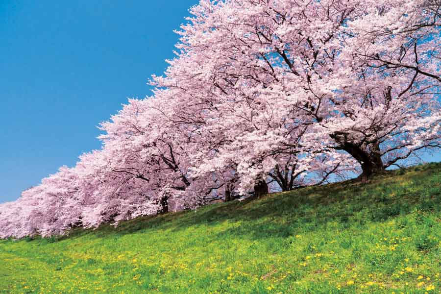 背割堤地区の満開の桜