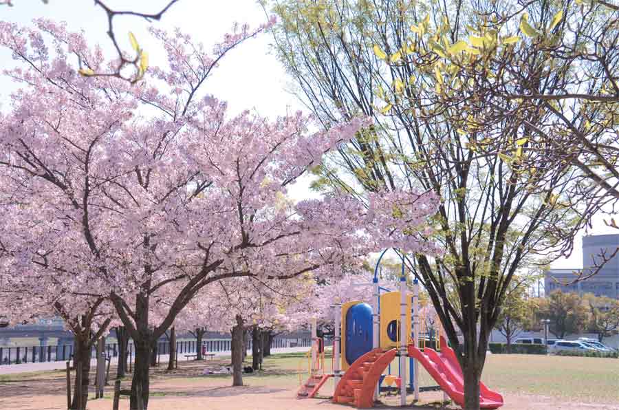 末広中央公園の桜と遊具