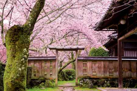 勝持寺の桜と山門