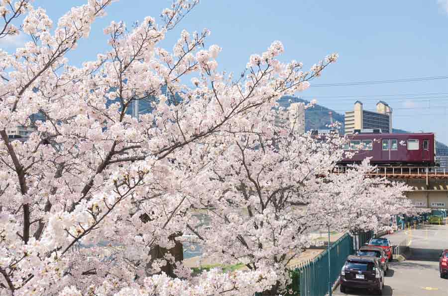 桜越しに見える阪急電車