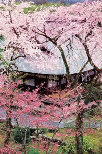 天龍寺と桜