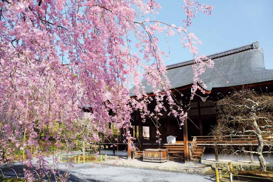 天龍寺の多宝殿としだれ桜