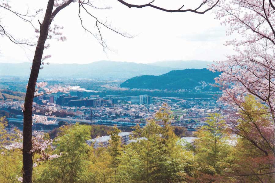 若山神社の桜と三川合流