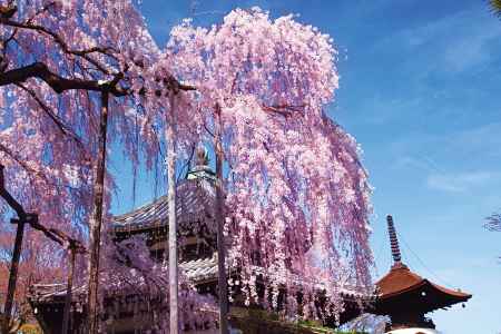 善峯寺の枝垂れ桜