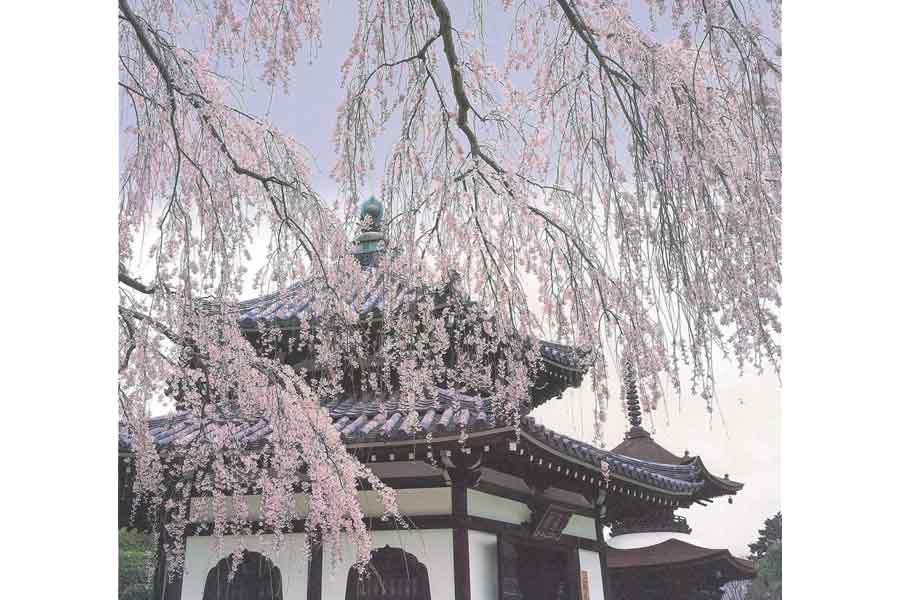 善峯寺の桜