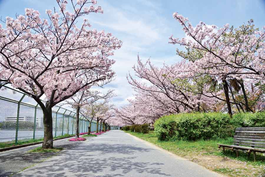 瑞ケ池公園の通り沿いに咲く桜