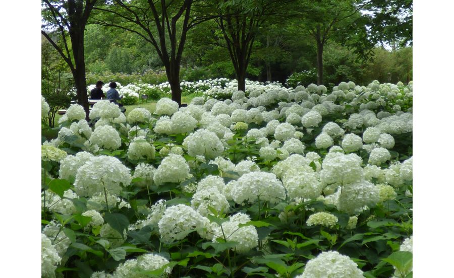 22年最新 絶景 関西の紫陽花の名所と穴場8選 Tokk トック えき まち くらし 阪急沿線おでかけ情報