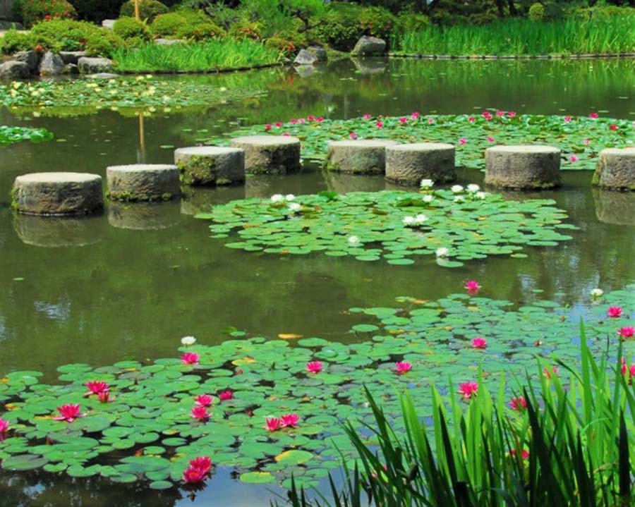 池をおおうように咲くスイレンの花