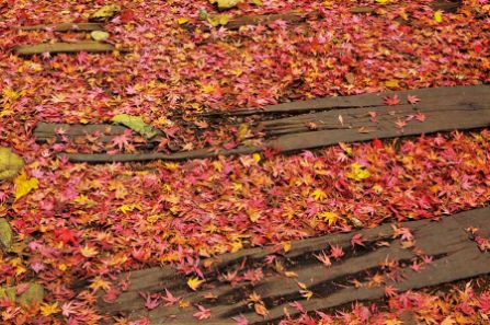 枕木にを覆う紅葉