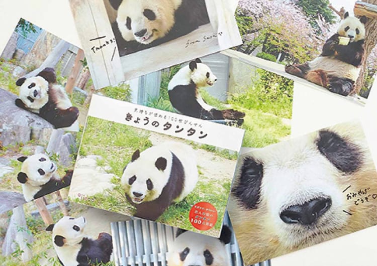 100柄全て異なるタンタン！神戸・王子動物園の人気パンダの可愛すぎる 