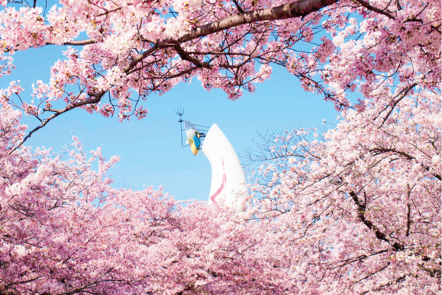 万博記念公園の桜と太陽の塔