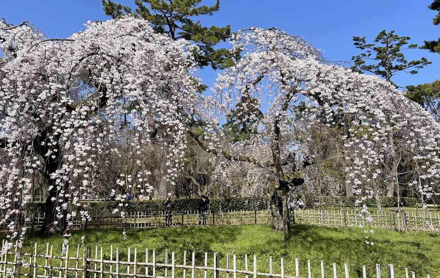 京都御所の糸桜