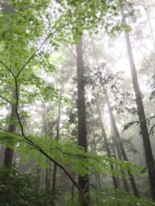 霧が立ち込める森の青モミジ