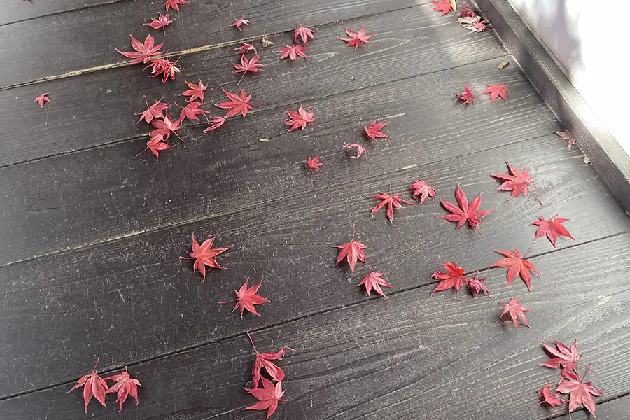 廊下に落ちた紅葉