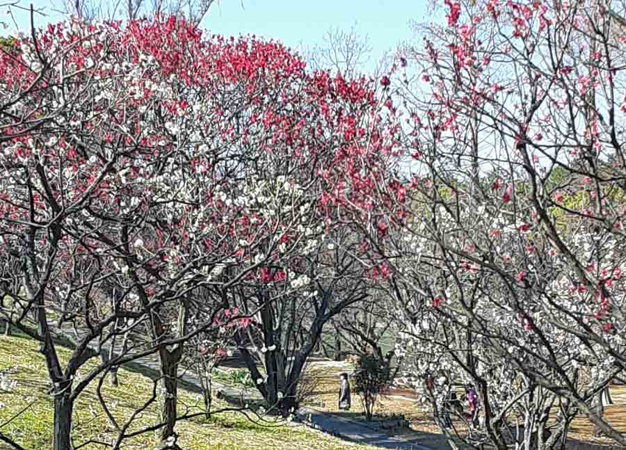 千里南公園の梅