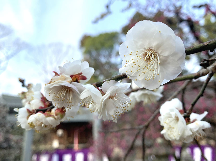 梅 鑑賞 遅咲き 春の訪れを感じる京王沿線おすすめ梅の名所5選