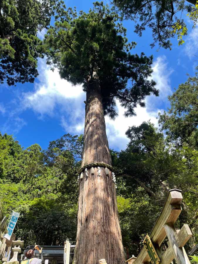 由岐神社の大きな一本木