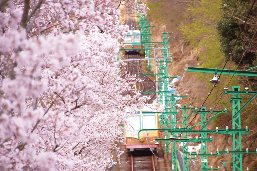 妙見の森ケーブル・リフトと桜