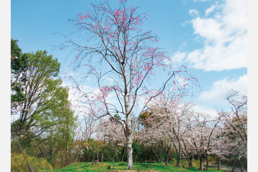 服部緑地の桜の木