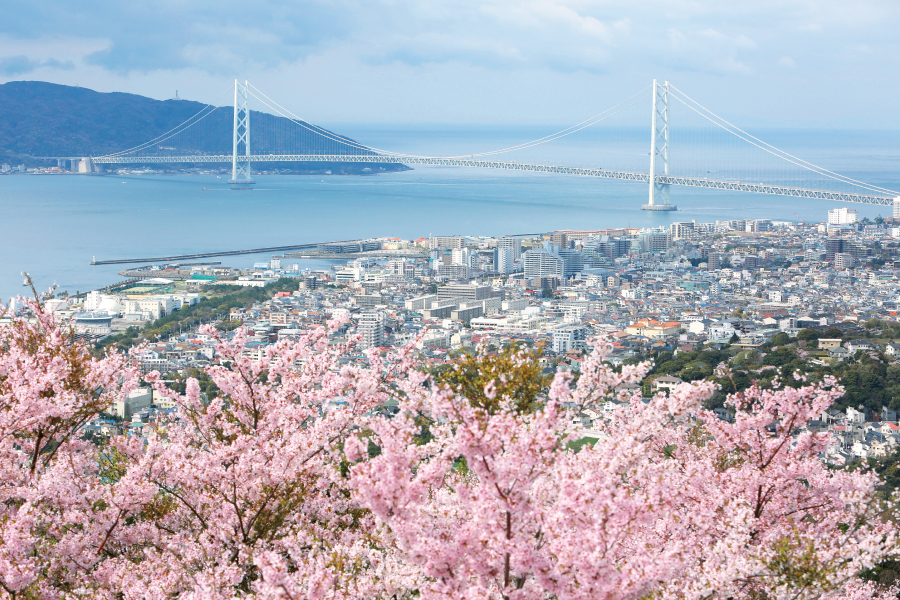山上から見える明石大橋と桜