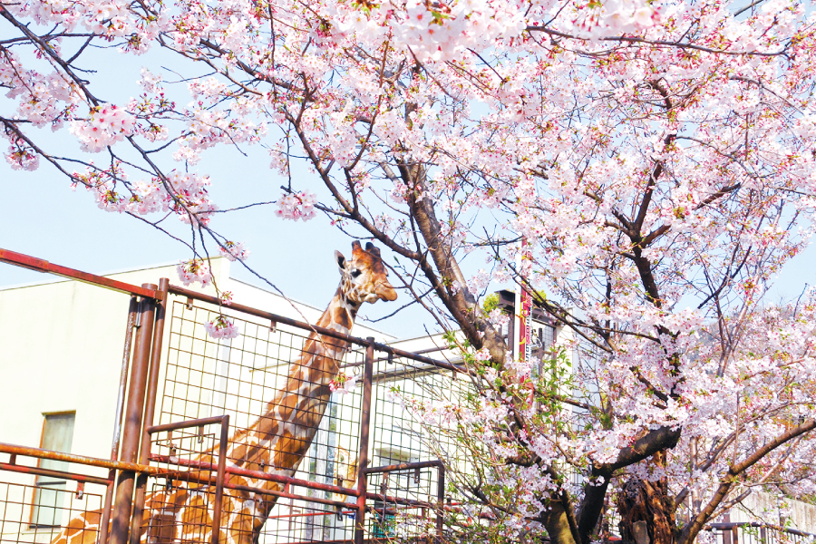 キリンと満開の桜