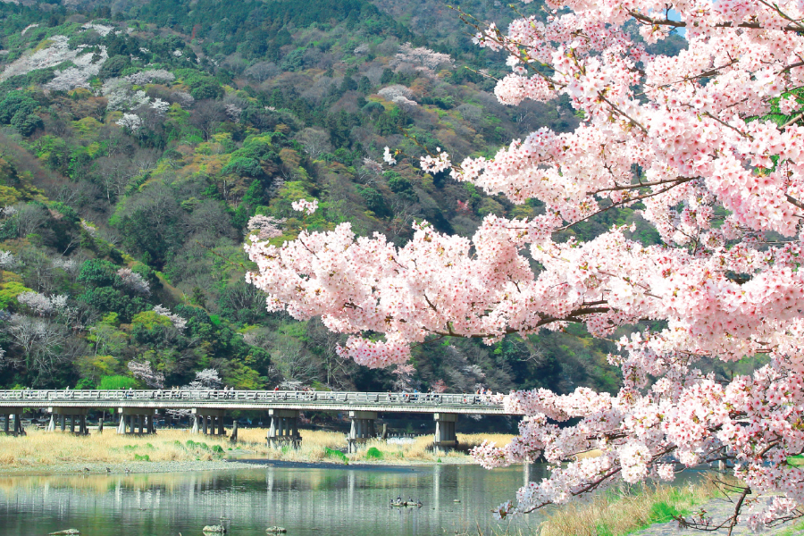 嵐山渡月橋をのぞむ桜