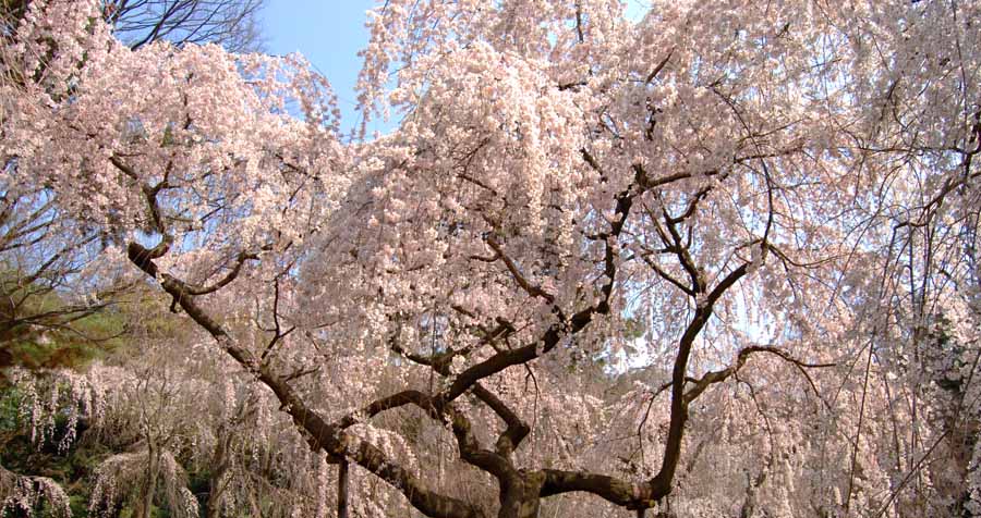 京都御苑の近衛池付近のしだれ桜