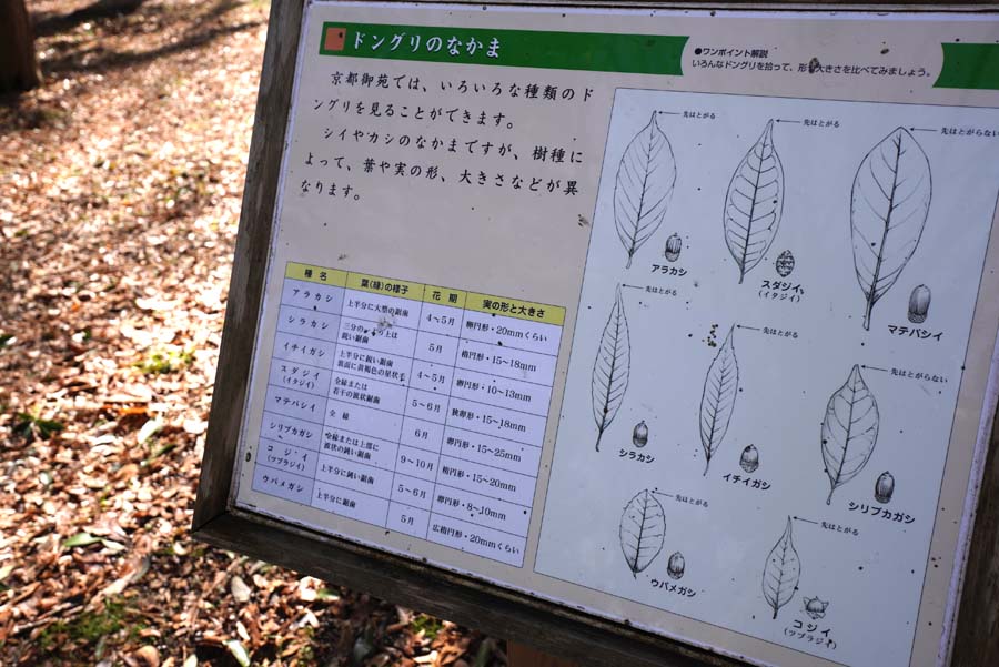 京都御苑のドングリの案内板