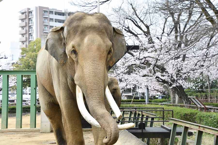 王子動物園の象と桜